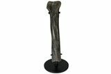 Raptor Partial Metatarsal w/ Metal Stand - Montana #227755-1